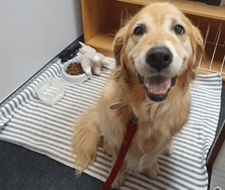Bring your dog to work day - February 2020
