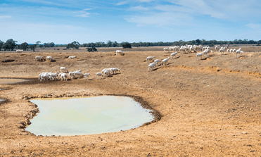 Drought Assistance Fund (RAA)